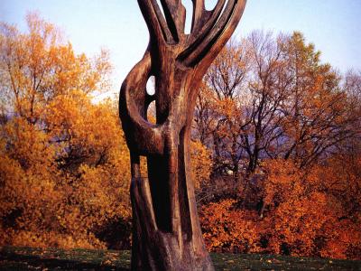 Galerie - Arbre de la rue Durocher